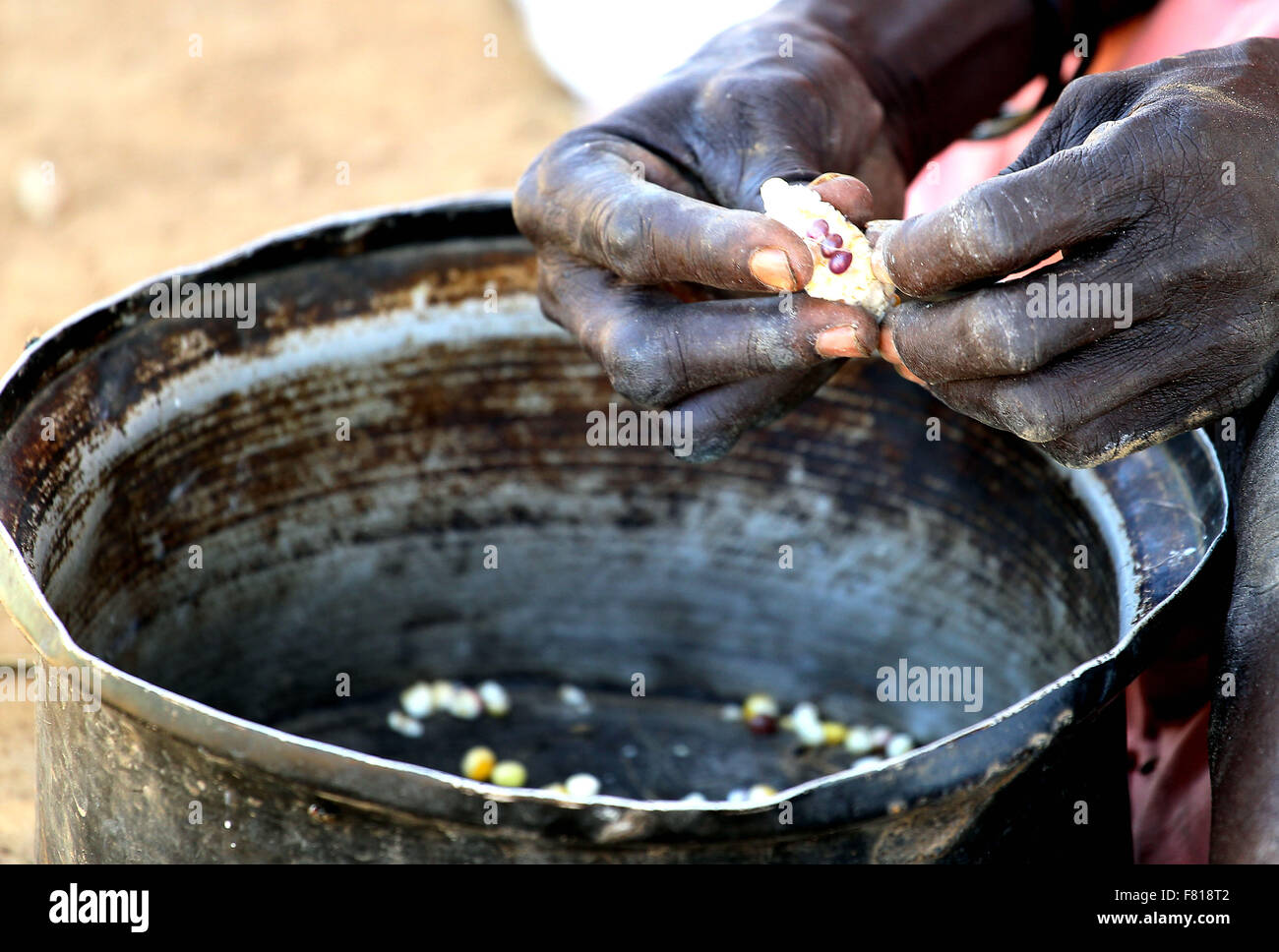 A women removes corn from a cob in an Internally Displaced Persons camp in Turalei, Warrap State of South Sudan Sept 16, 2015. World Vision has been been working in this hard to reach region since 1989 providing humanitarian relief and development assistance. 16th Sep, 2015. Photo Andre Forget © ©/ZUMA Wire/Alamy Live News Stock Photo