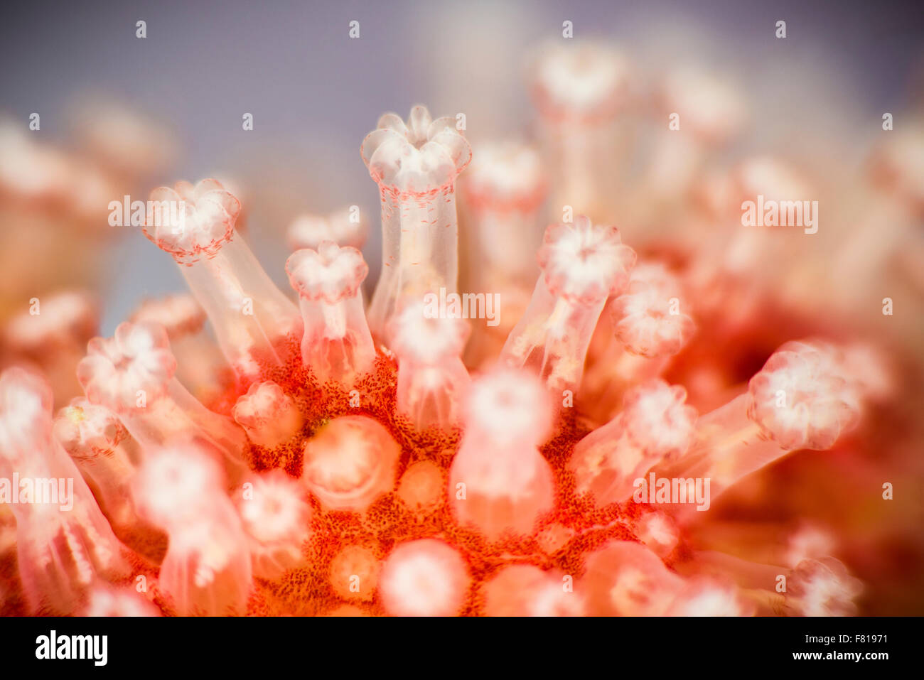 Close up of the retracted tentacles of a Red of Soft Coral in the St. Lawrence River. Stock Photo