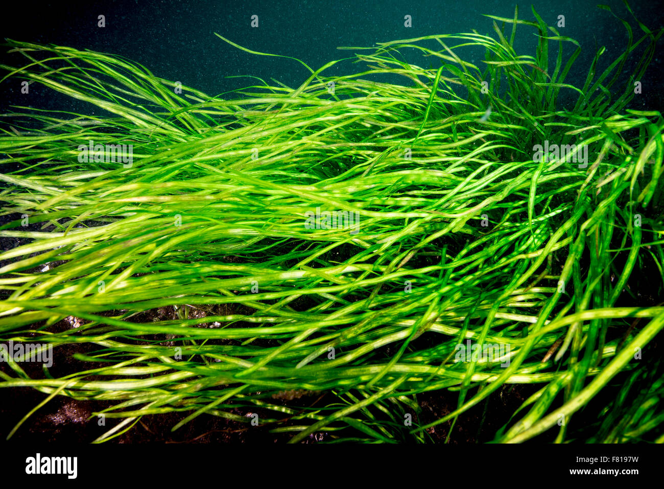 American Eel-grass underwater in the St. Lawrence River Stock Photo