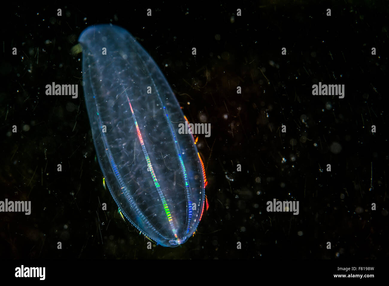 Comb jelly drifting underwater in the ocean water column Stock Photo