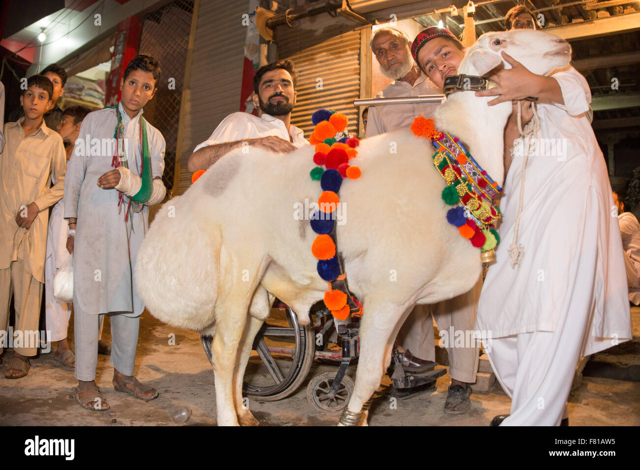 PESHAWAR, PAKISTAN, 23 Sep 2015 Vendor selling healthy sheep 200250