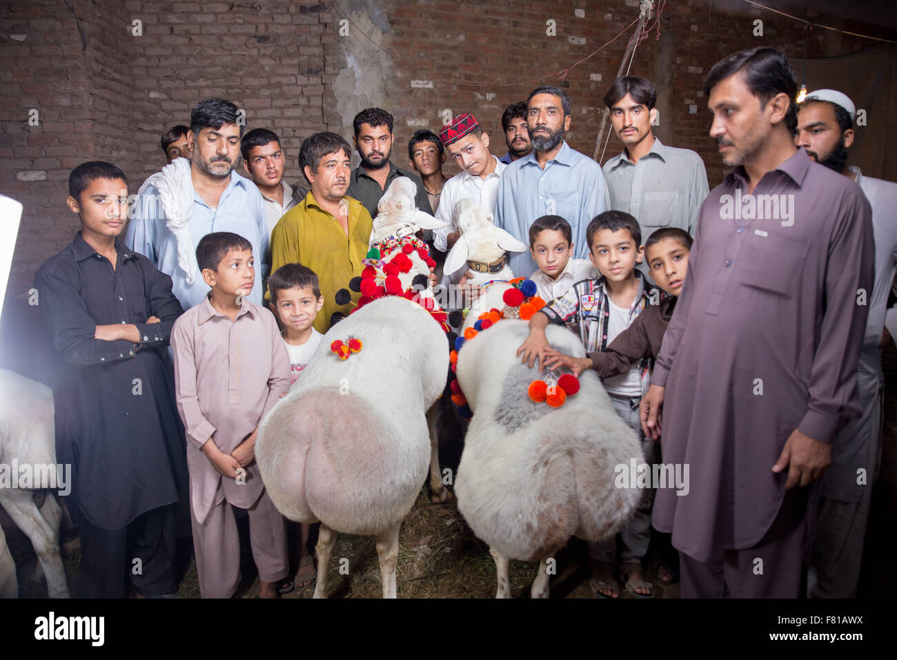 PESHAWAR, PAKISTAN, 23 Sep 2015: Vendor selling healthy sheep 200-250 kg sheep for Eid adha.people are just visit to see the beautiful sheeps Stock Photo
