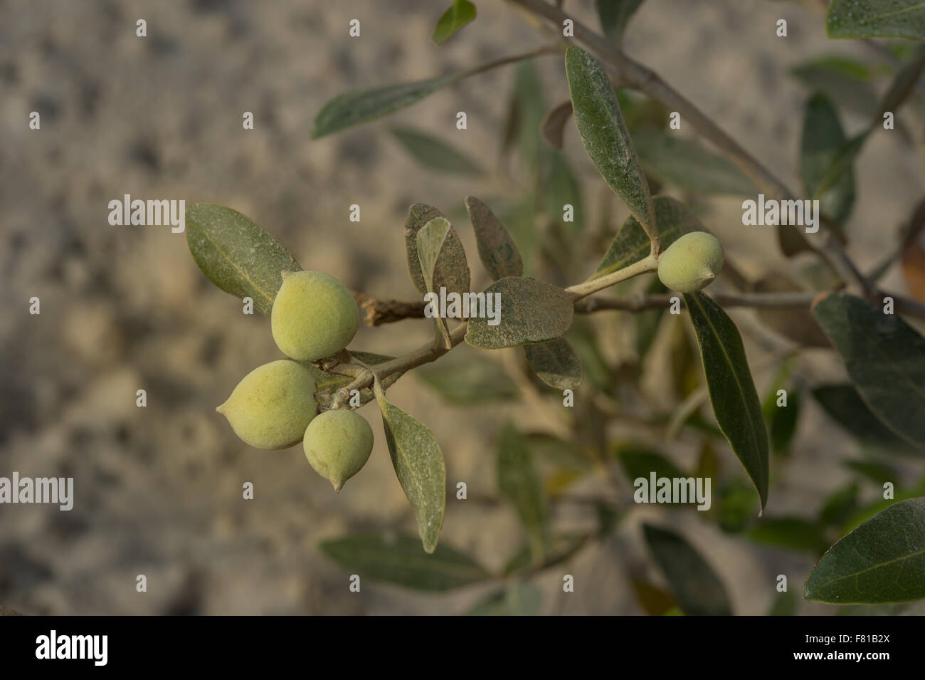 Fruits of grey mangrove Avicennia marina, Acanthaceae, Ras Mohammad National Park, Red Sea, Sharm El-Sheikh, Egypt Stock Photo