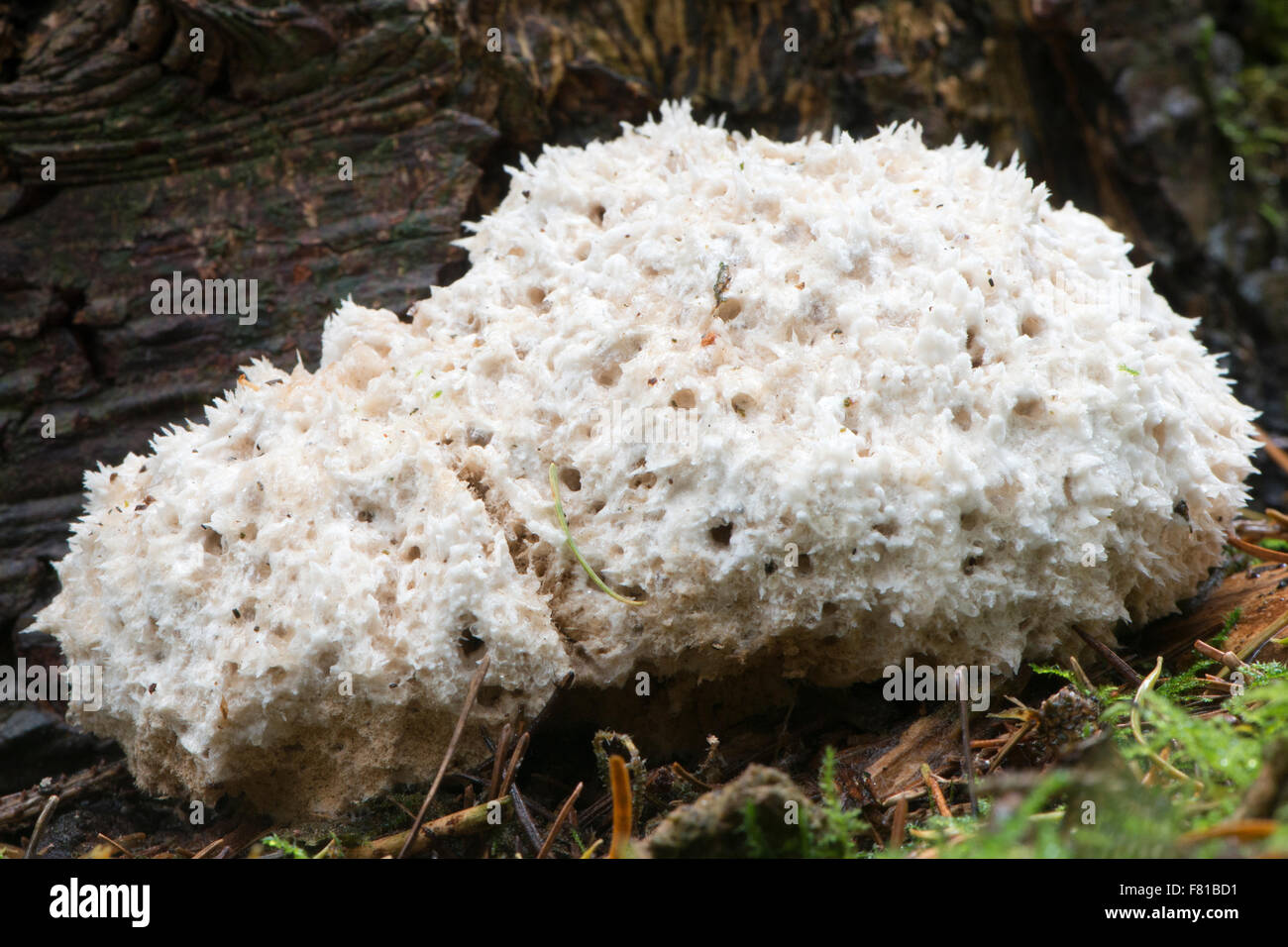 Slime mold (Myxogastria), Emsland, Lower Saxony, Germany Stock Photo