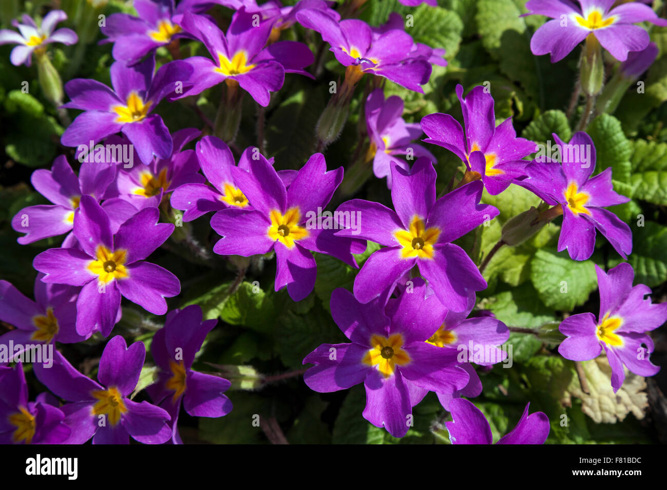 Primula sp hi-res stock photography and images - Alamy