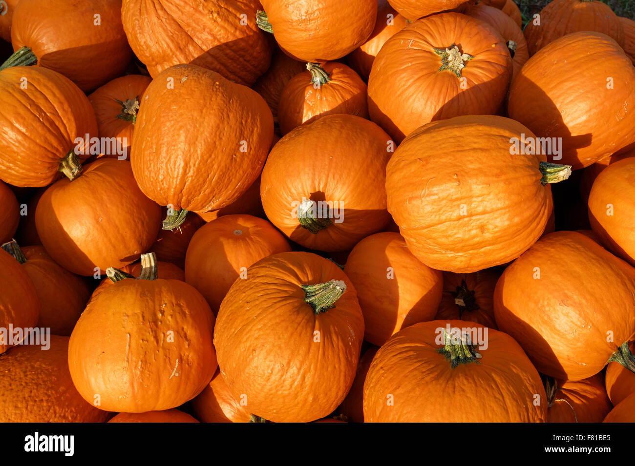 Roter Zentner pumpkins, Bavaria, Germany Stock Photo