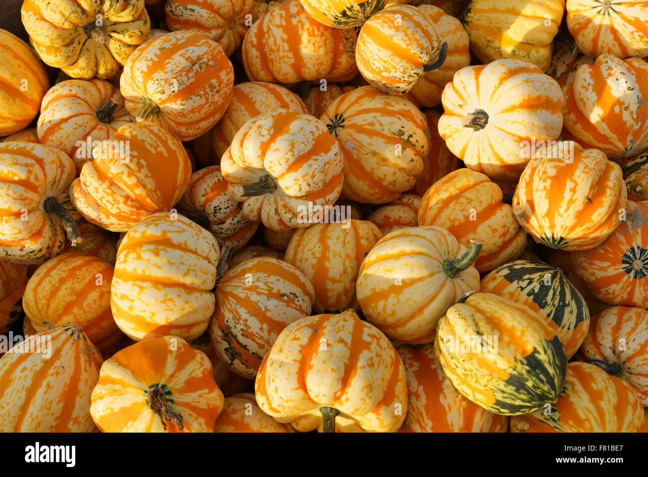 Microwave pumpkins, Bavaria, Germany Stock Photo