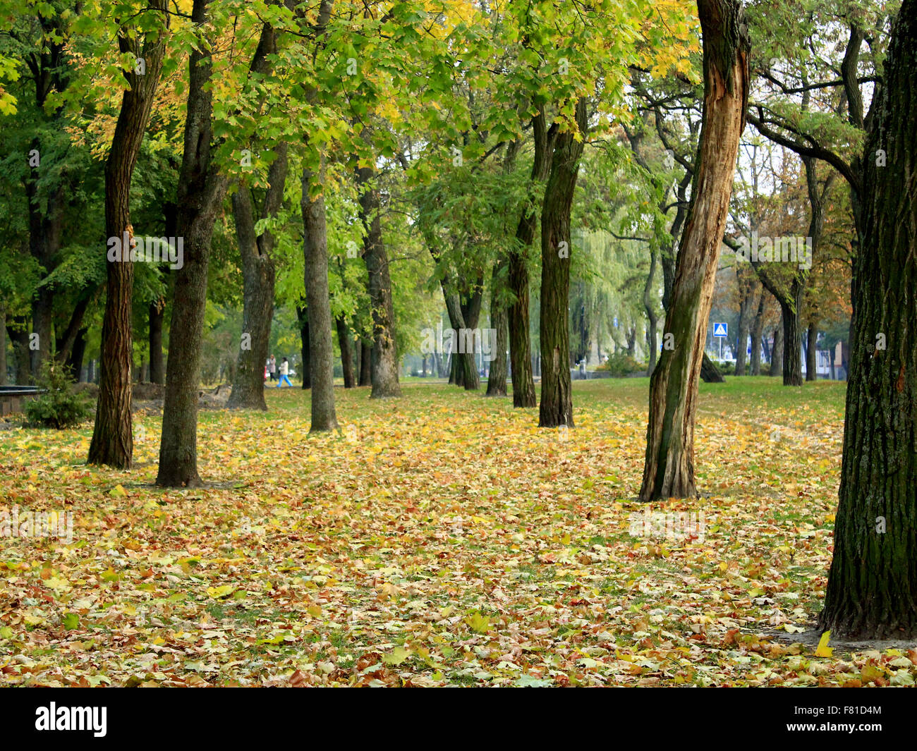 path in the Autumn city park with trees and leaves Stock Photo - Alamy
