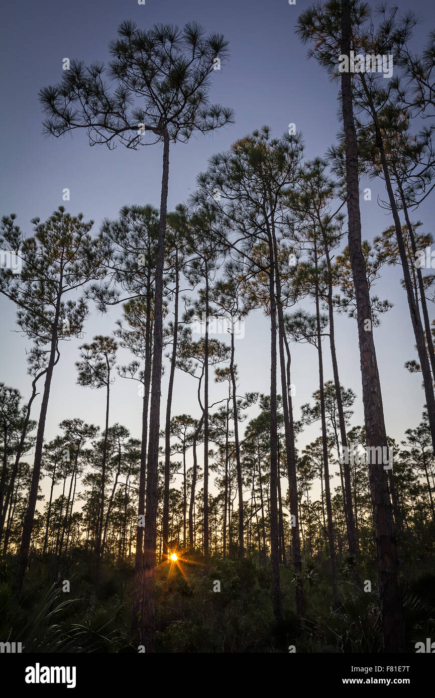 Everglades National Park, Pine Trees, Florida, USA. Stock Photo