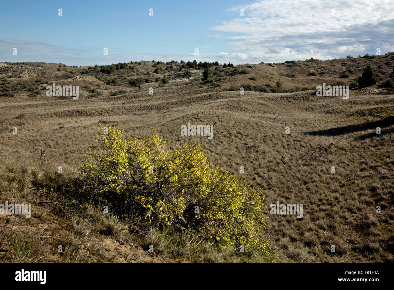 WASHINGTON - Grass covered dunes and gray rabbitbrush in bloom, spring time in the Juniper Dunes Wilderness area north of Pasco. Stock Photo