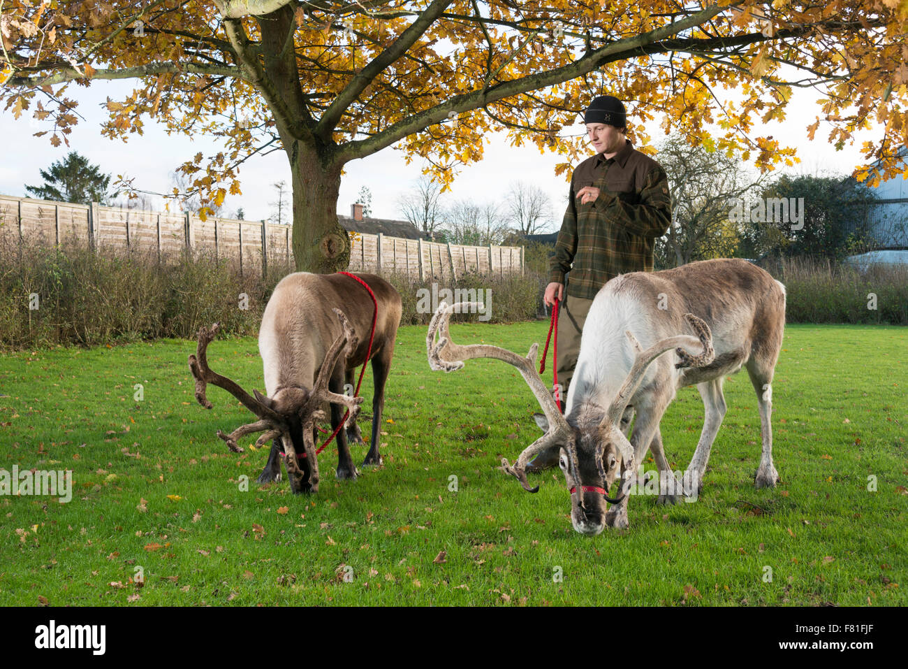 Barton, Cambridgeshire, UK.  4th December 2015, Alex Smith exercises reindeer at Bird’s Farm, Barton Cambridgeshire UK. They are from the Cairngorm Herd in Scotland, Britain’s only free-ranging reindeer herd. They are one of five teams from the herd touring the UK appearing at Christmas events. They spend the rest of the year living wild in the Cairngorm mountains. The reindeer are called Moose, Kips, Parfa, Svalbard, Monty and Wolmond. Credit Julian Eales/Alamy Live News Stock Photo