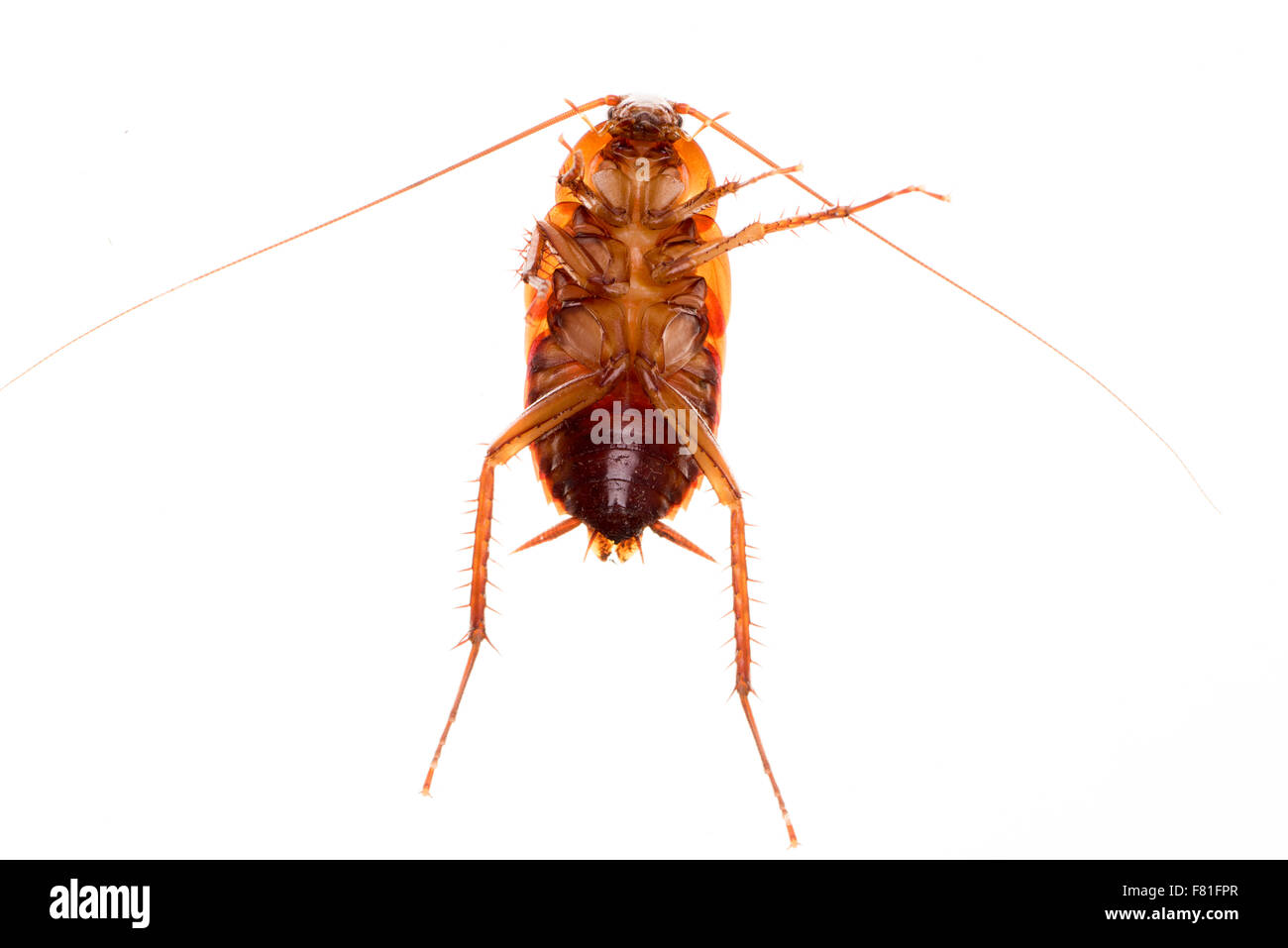American cockroach (Periplaneta americana) Stock Photo