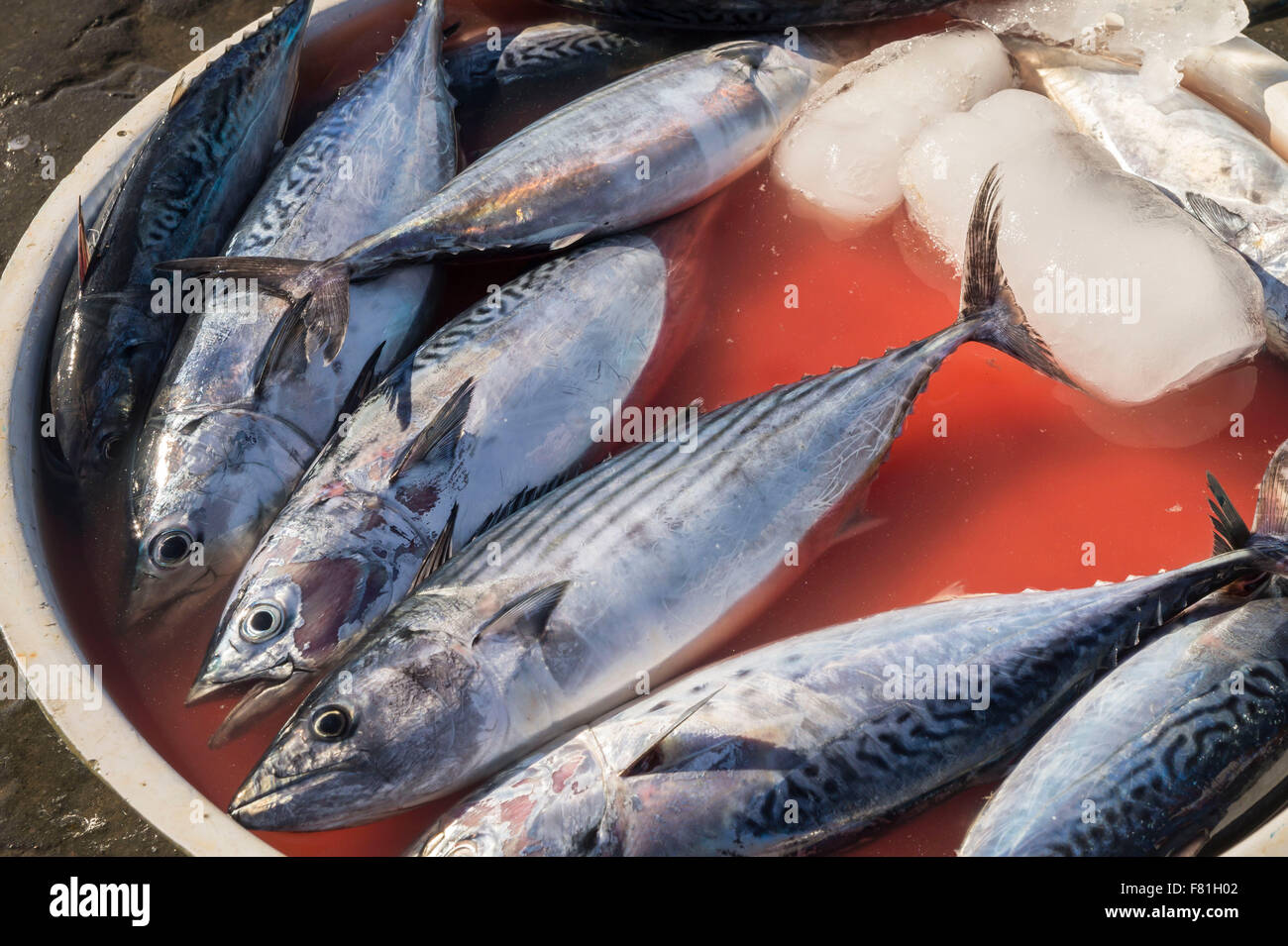Typical outdoor Italian fish market with fresh fish and seafood Stock Photo