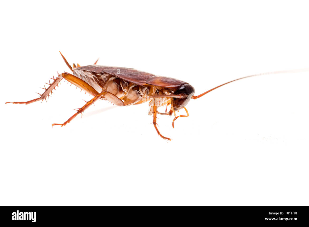 American cockroach (Periplaneta americana) Stock Photo