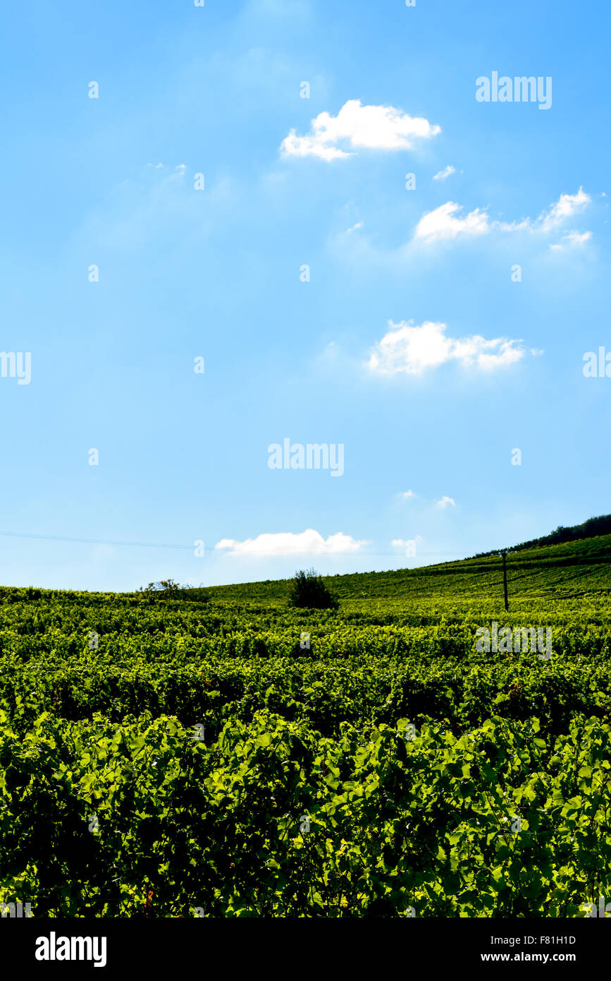 Vine Growing Region Alsace, France Stock Photo