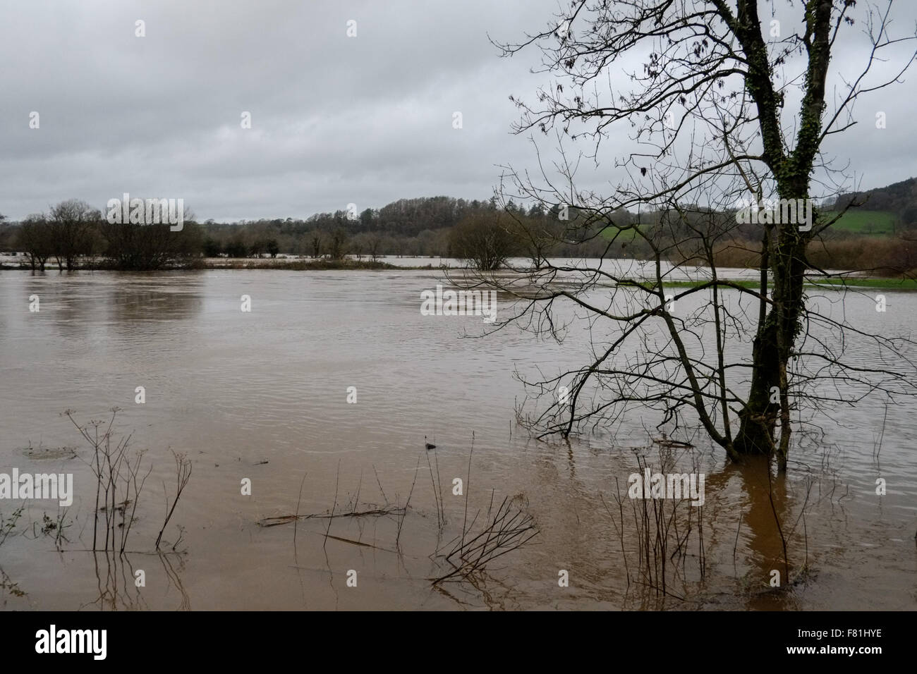 South Wales, UK. 4th December 2015. Prolonged rain falling on saturated land has left low lying agricultural areas flooded. The river Towy bursts its banks flooding surrounding farmland near Carmarthen, south Wales, UK. Viewed from B4300. Credit:  Algis Motuza/Alamy Live News Stock Photo