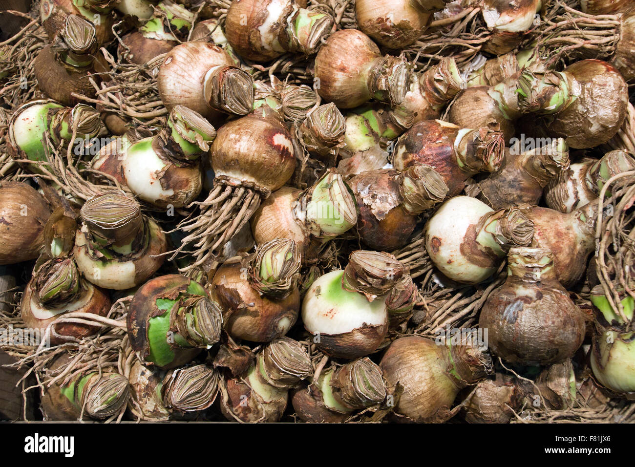 Plant seeds and bulbs hi-res stock photography and images - Alamy