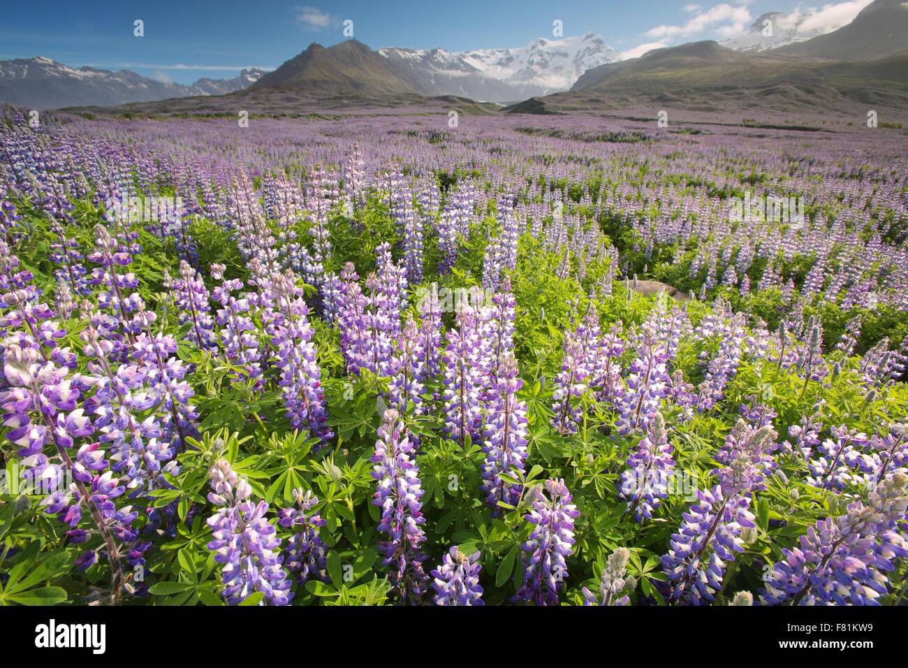 Fields Of Lupine Cover Iceland s Countryside In The Summer Stock Photo 
