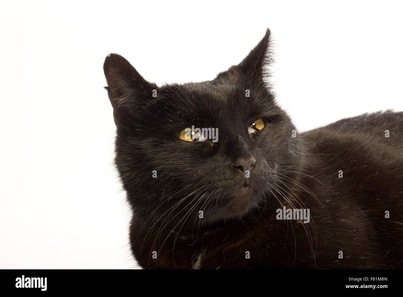 Angry face of a walking white and black Domestic short-haired cat on the  grass in blur background. Stock Photo by wirestock