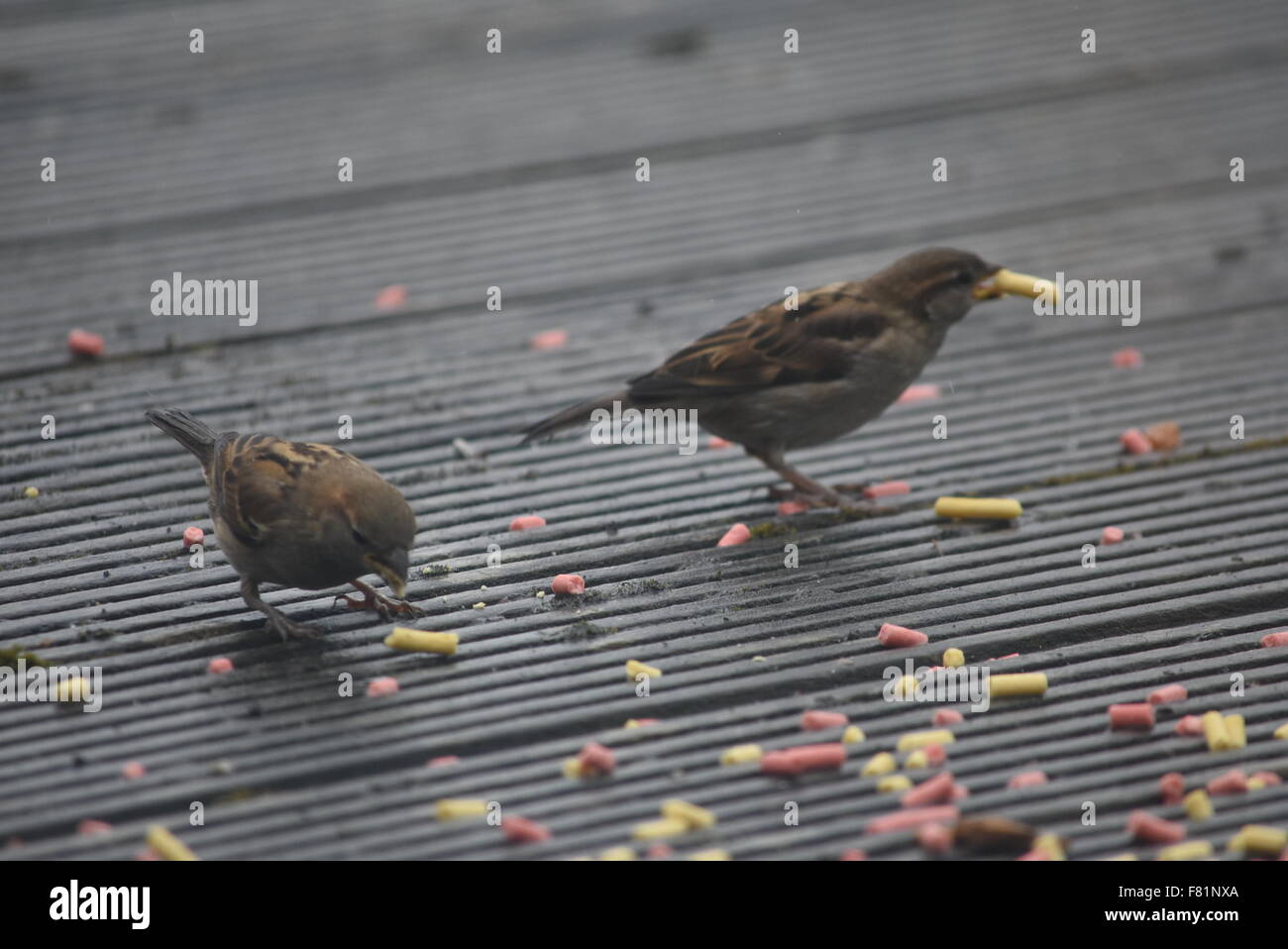 Wales, United Kingdom. July 13 2015. Garden birds pictured eating suet ...