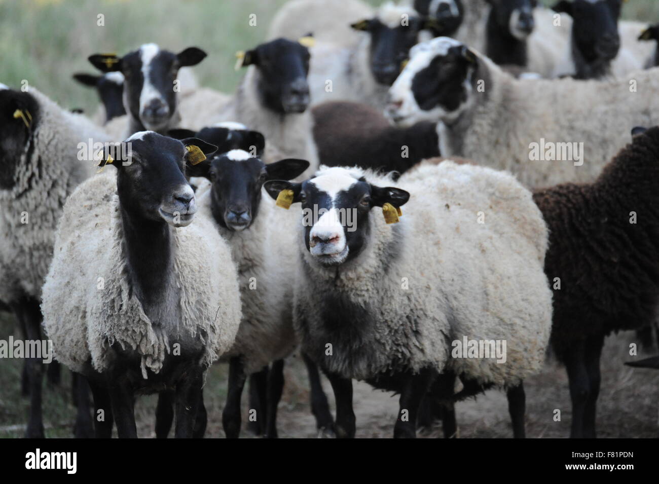 a flock of smiling sheep eine lustige Schafherde Stock Photo