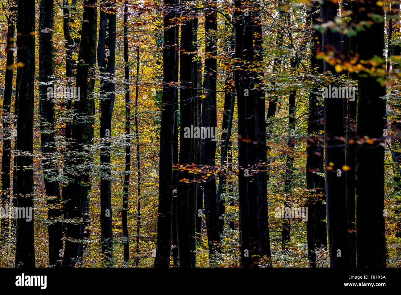 Black Forest in autumn. Switzerland. Stock Photo