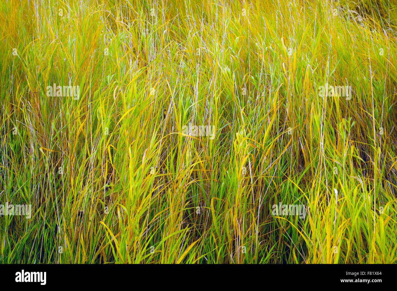 Grass, Beauty In Nature. Sweden. Stock Photo