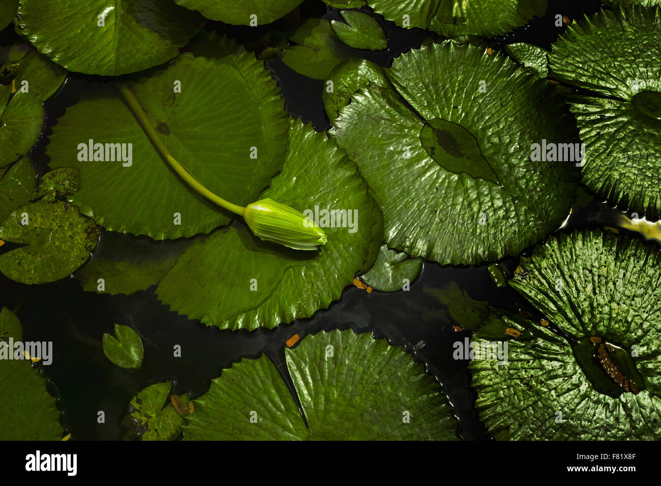 Water Lily, symbol of weakness, Singapore. Stock Photo