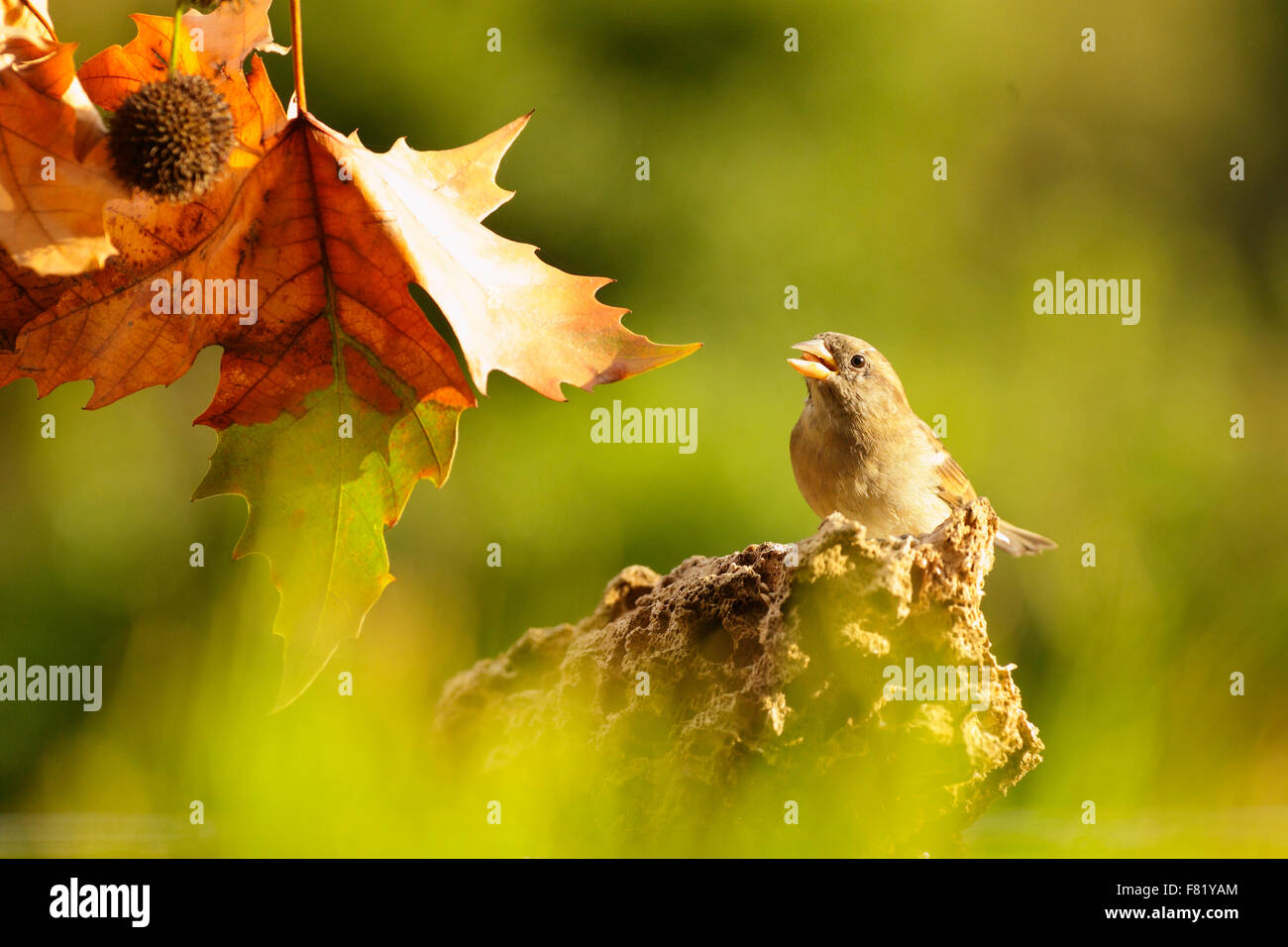 Jose M. Alvarez Photographer Stock Photo