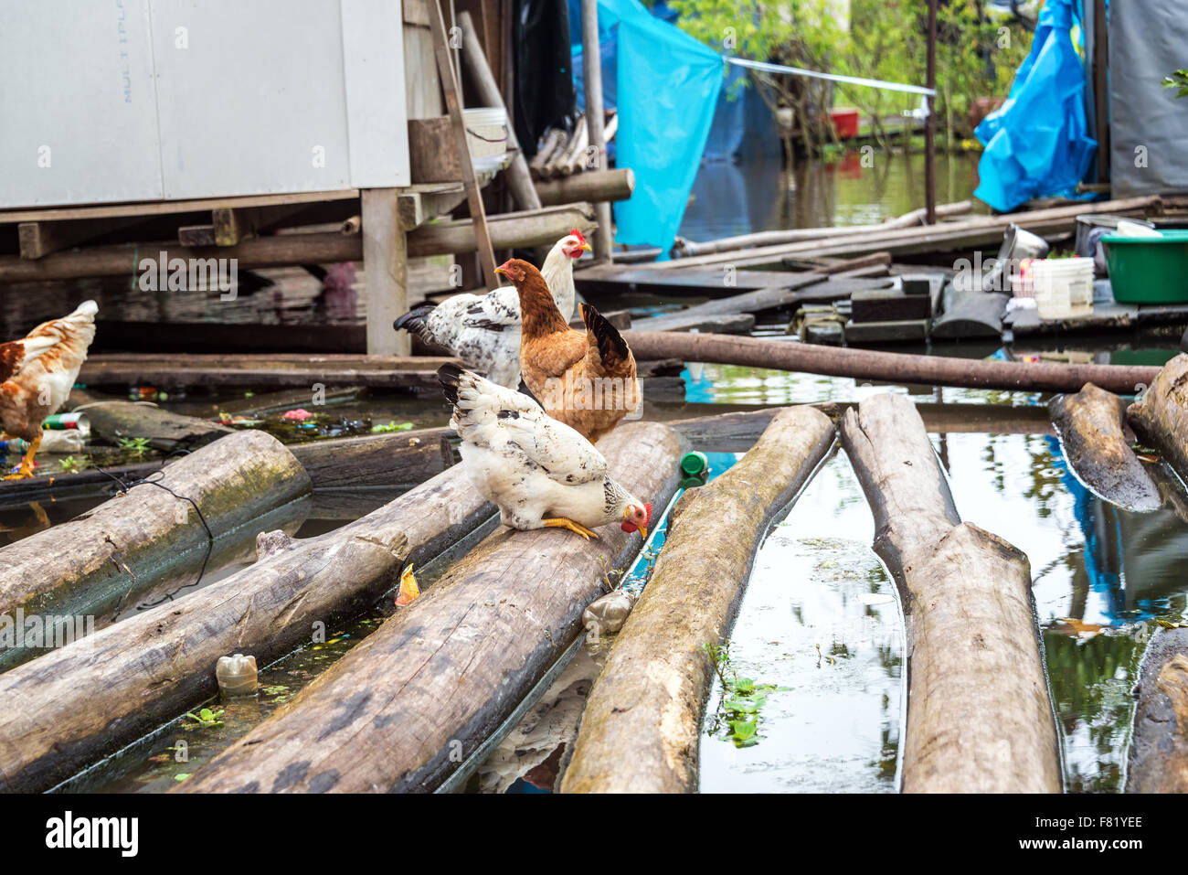 Chickens on floating logs in the flooded Belen neighborhood of Iquitos, Peru Stock Photo