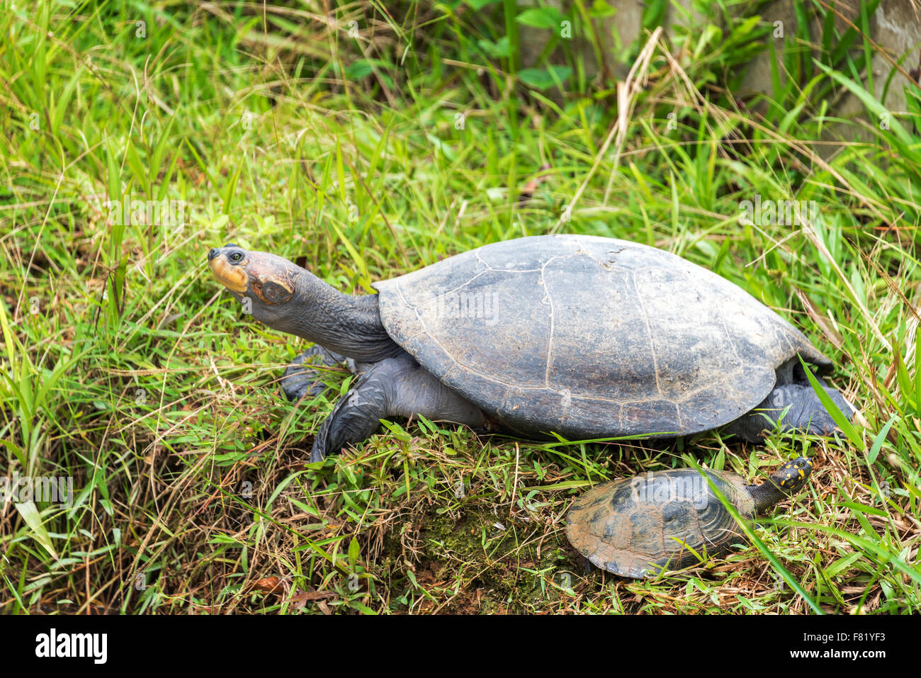 Yellow spotted Amazon river turtle in Iquitos, Peru Stock Photo Alamy