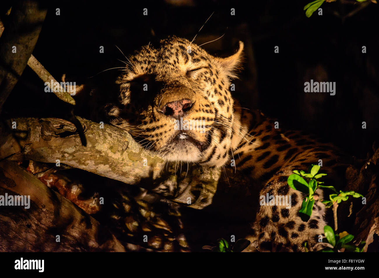 Profile of a sleeping leopard in a tree Stock Photo - Alamy
