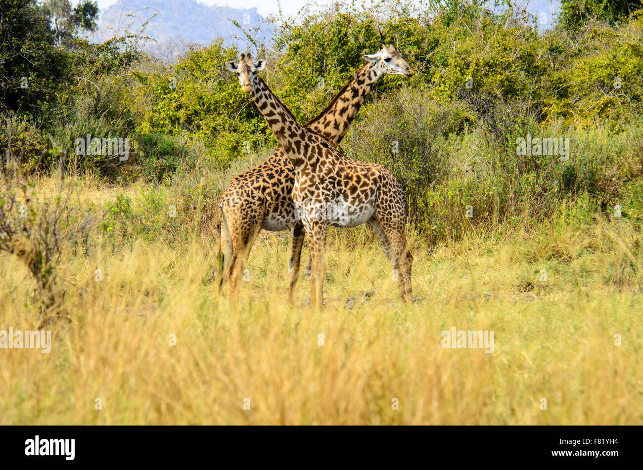two giraffes side by side facing opposite directions Stock Photo