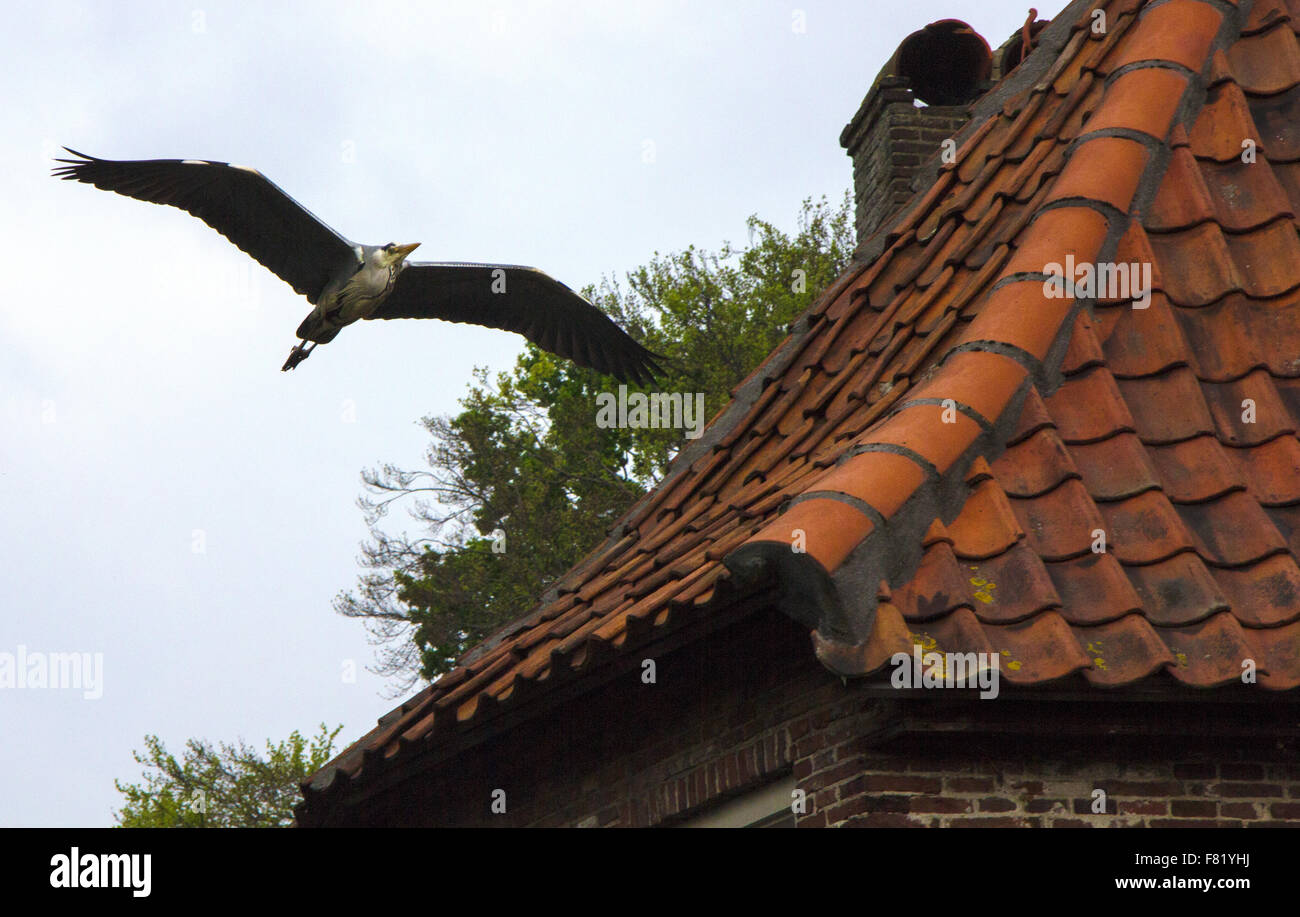 Amersfoort bird flying Heron Stock Photo