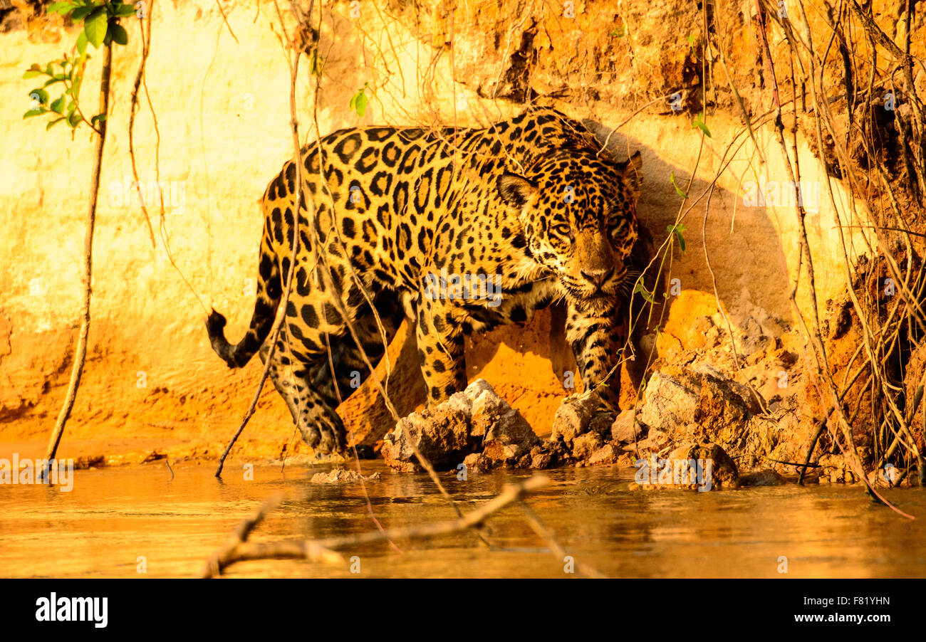 A prowling Jaguar walking on the water's edge Stock Photo