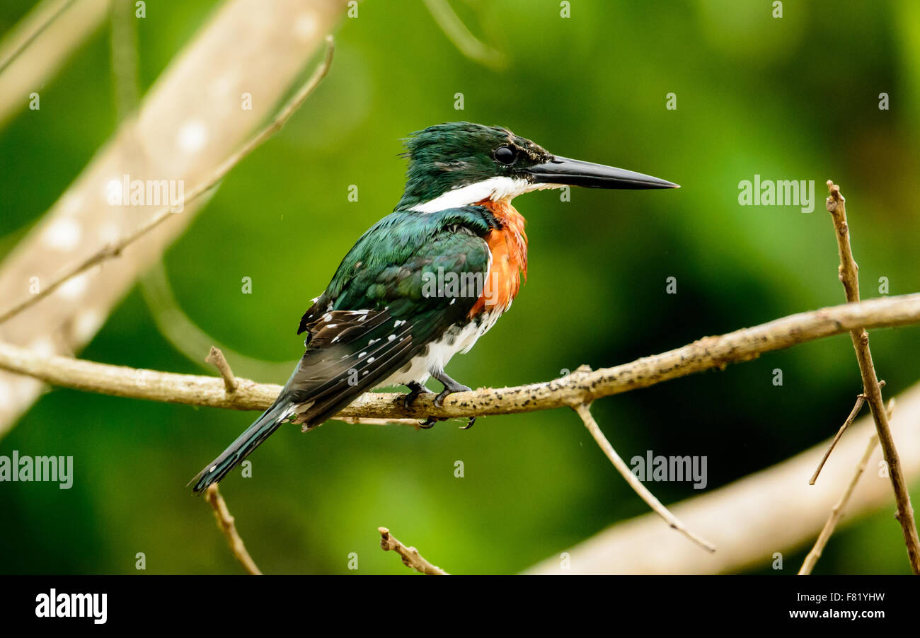 An Amazon Kingfisher perched on a branch Stock Photo