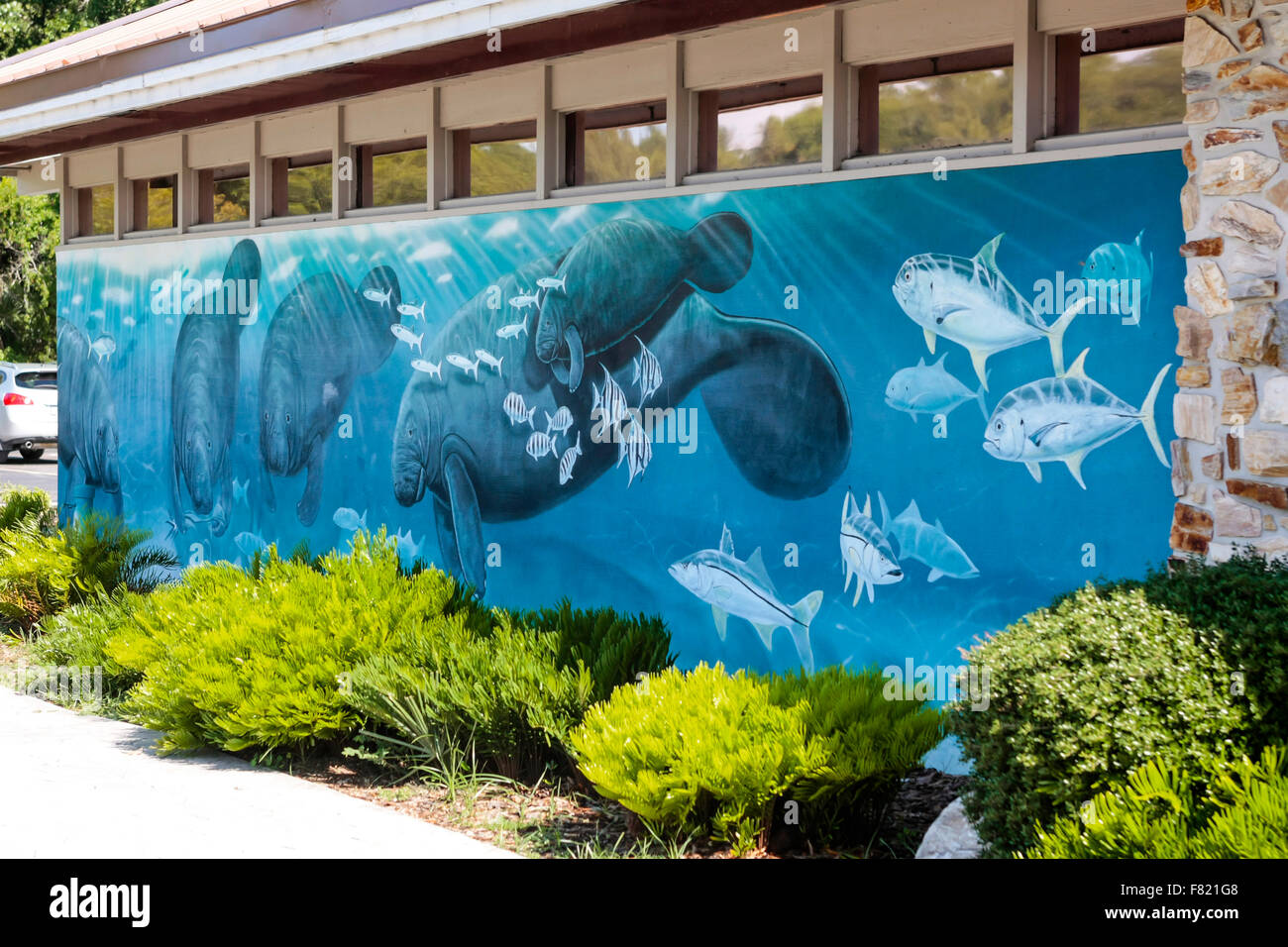 Wall art of Manatee outside the Ellie Schiller Homosassa Wildlife State Park in Florida Stock Photo