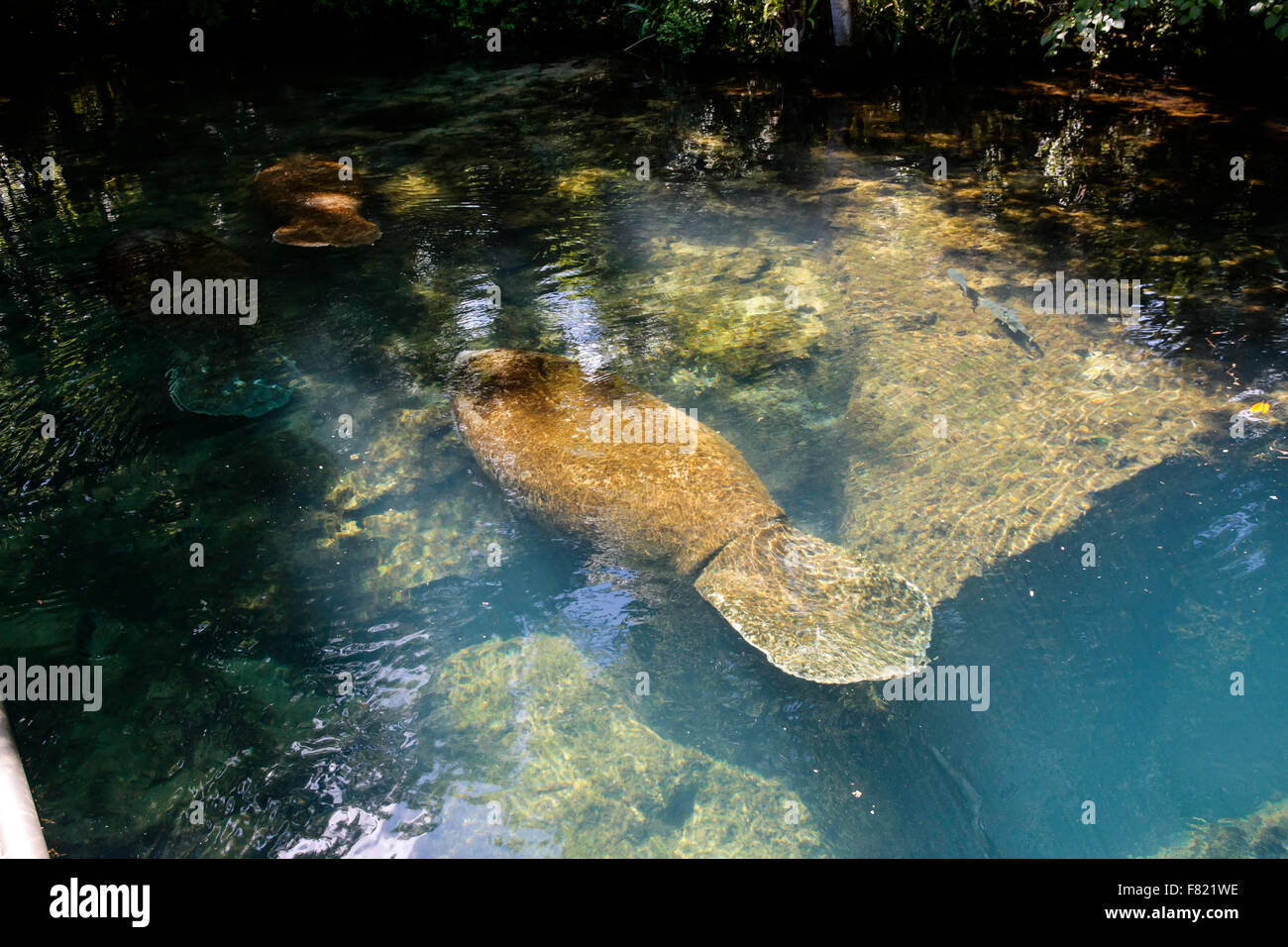 Florida Manatee in Pepper Creek, part of the Homosassa Springs Wildlife