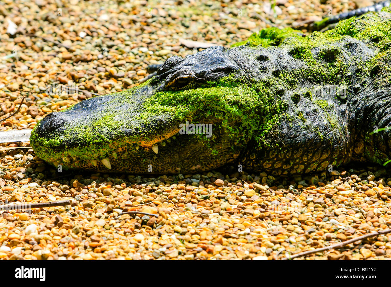 Florida Alligator basking in the undergrowth of the Homosassa Springs Wildlife State Park Stock