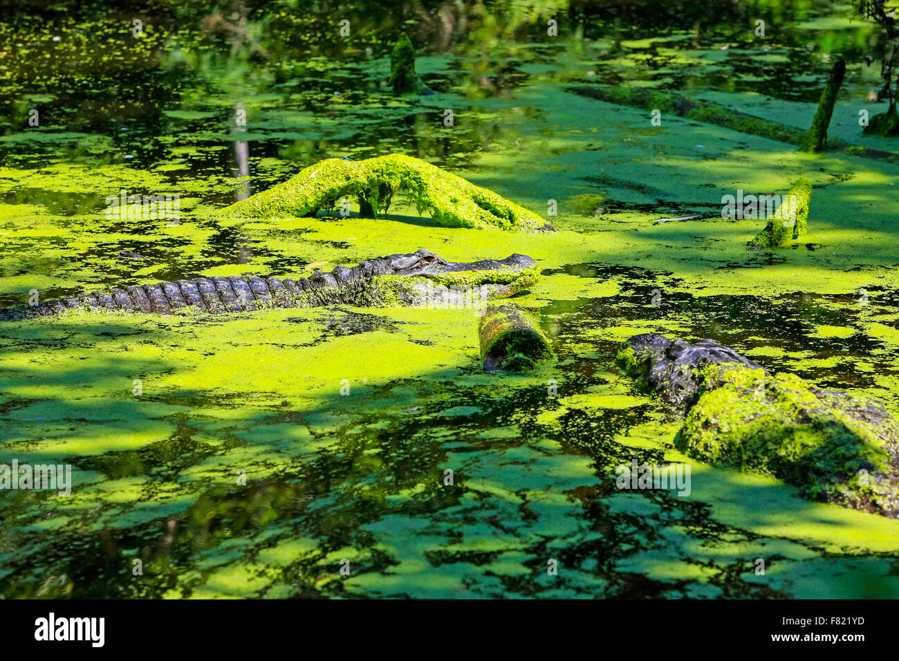 Florida Alligator basking in the undergrowth of the Homosassa Springs