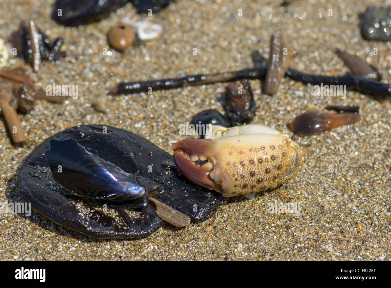 rubbish on the beach in Italy Stock Photo - Alamy