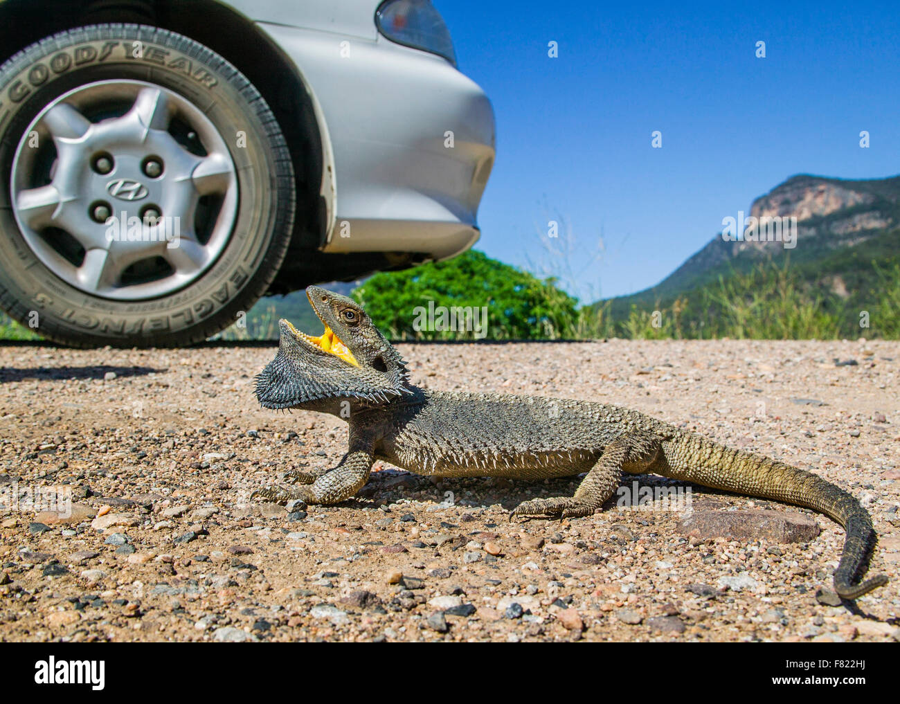 Eastern Bearded Dragon (Pogona barbata) Stock Photo