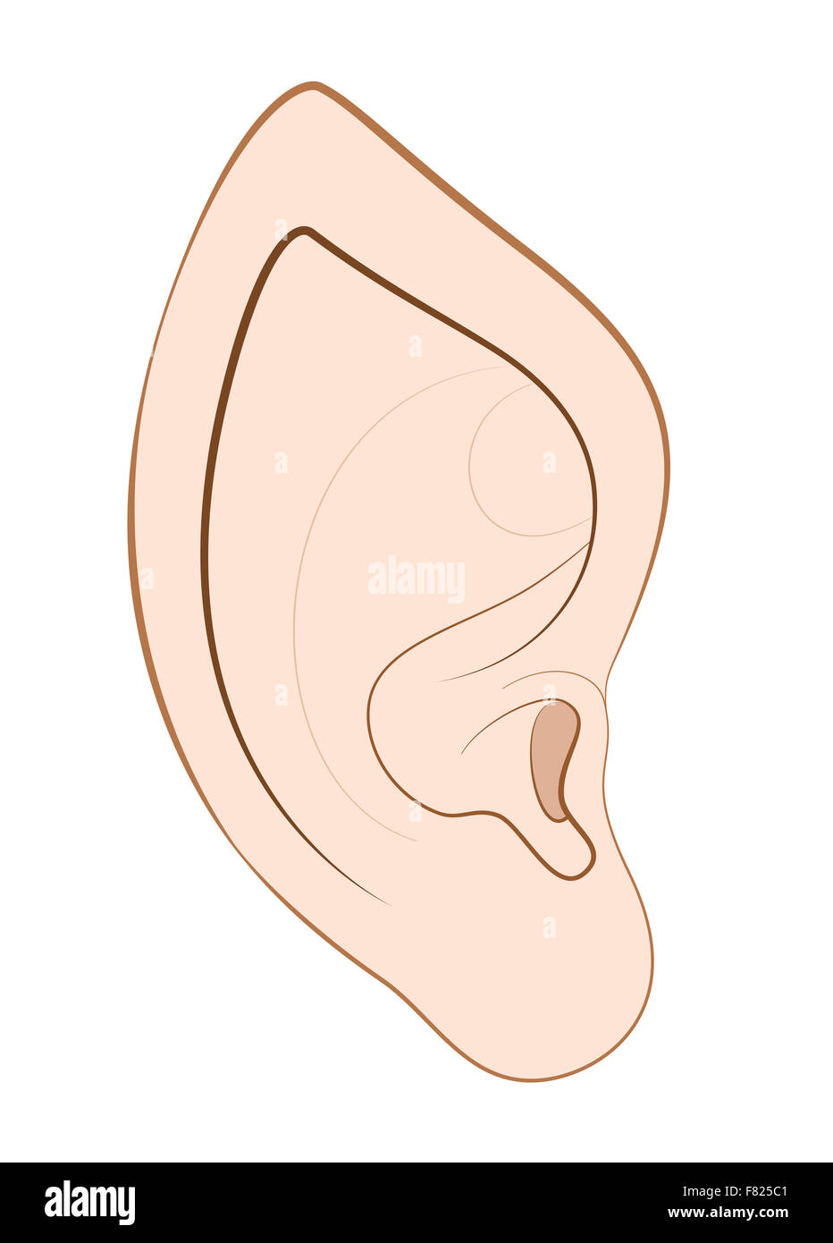 Pointed ear of an elf, fairy, vampire or other fantasy creature or animal. Stock Photo