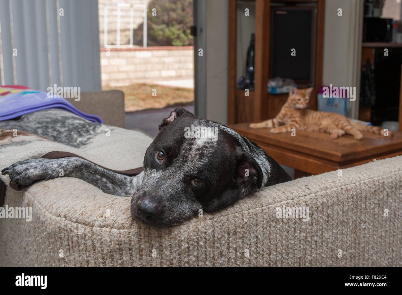 Dog and cat breaking the house rules Stock Photo