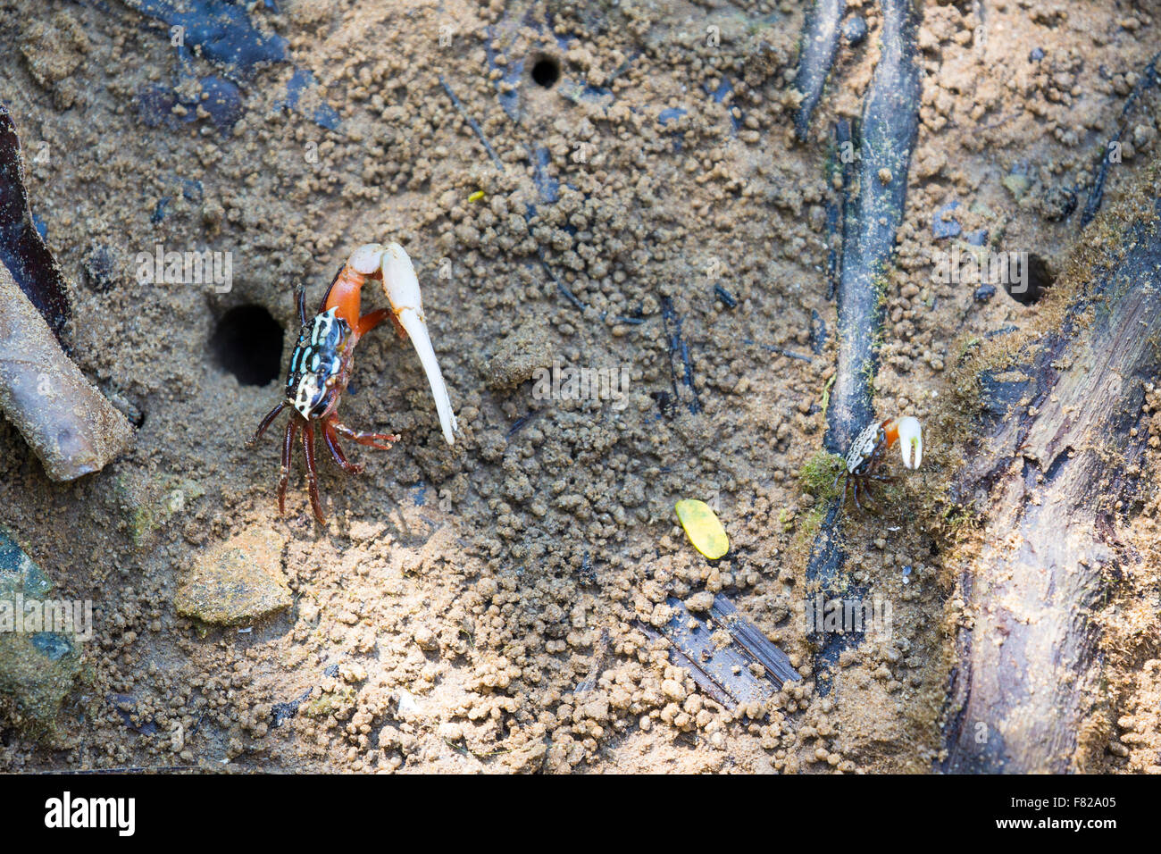 Unequal rivals, 2 ring-legged fiddler crabs (Uca annulipes) display Stock Photo