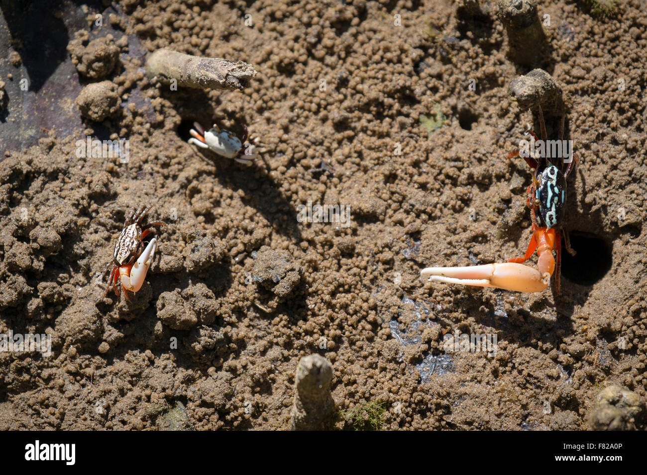 Unequal rivals, ring-legged fiddler crabs (Uca annulipes) display Stock Photo