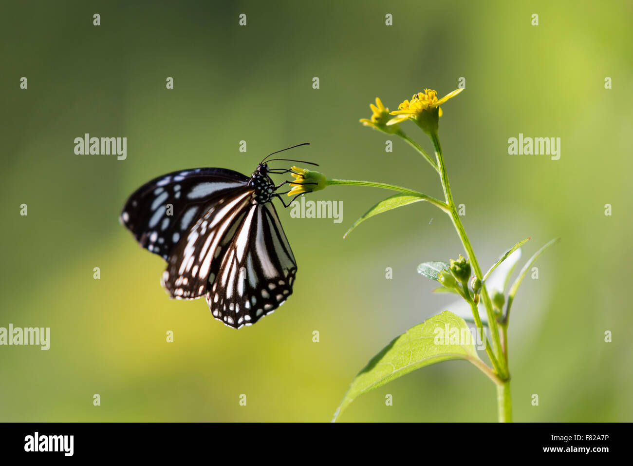 Common Mime (Papilio clytia) feeding on a flower Stock Photo Alamy