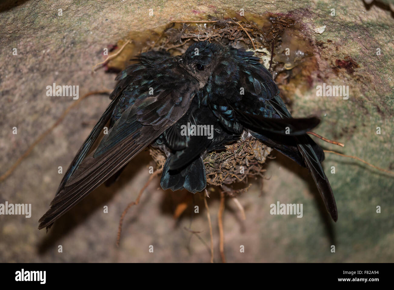 A family of glossy swiftlets (Collocalia esculenta) at the nest Stock Photo