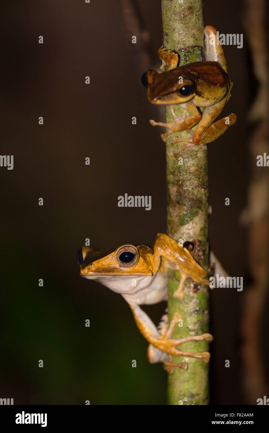 Two dark-eared treefrogs (Polypedates macrotis) Stock Photo