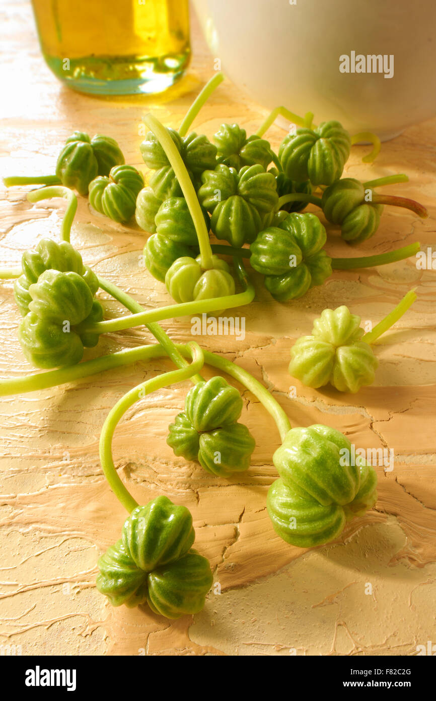 Fresh edible nasturtium seeds Stock Photo